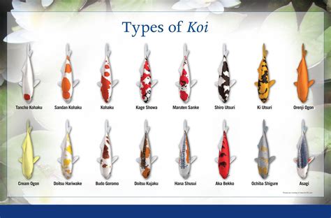 koi types and prices Koi fish types varieties characteristics carp pond ...