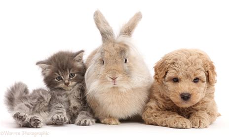 Pets: Grey kitten, Goldendoodle puppy and fluffy bunny photo WP43460