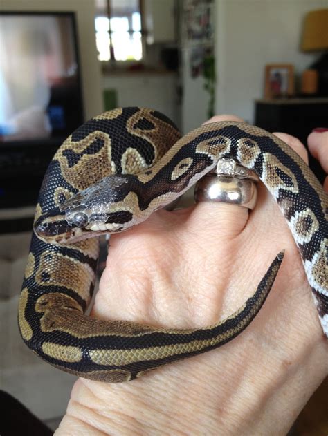 Beautiful ball python snake | My ball python snake ! He is so gentle ...