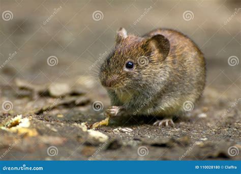 Common vole stock photo. Image of bank, habitat, fauna - 110028180