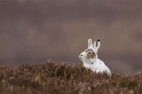 Animals Found in Switzerland - WorldAtlas