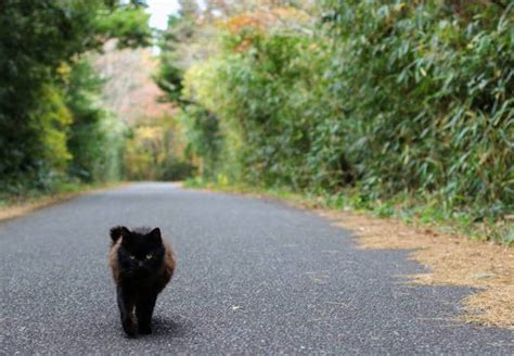 Tashirojima: A Guide to Visiting Japan's Most Famous Cat Island | Japan ...