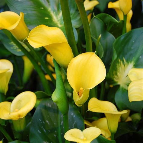 Calla Lily Plant Size