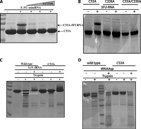 A , effect of iodoacetamide on covalent complex formation in C53A TrmFO ...