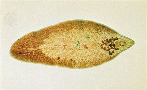 Liver fluke | Fasciola hepatica | Britannica