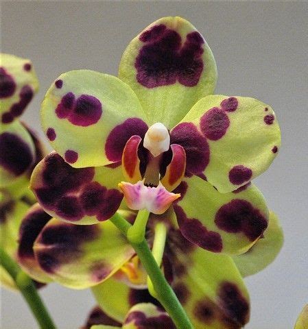 Green orchids are one of my favorites #Orchids&Flowers | Green orchid ...