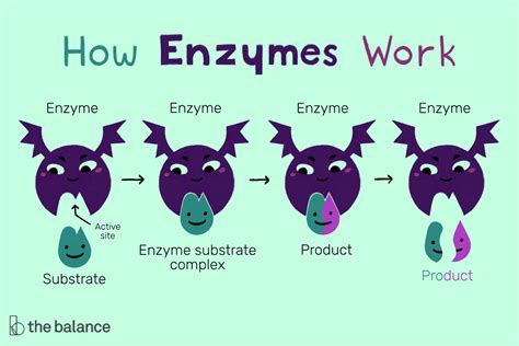 Structure and Function of an Enzyme