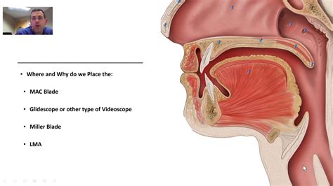 Idealmente munición Predecir airway anatomy for anaesthetists ...