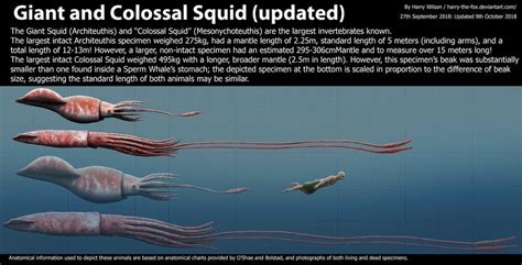 🔥Giant and Colossal Squid sizes compared to Human : r/NatureIsFuckingLit