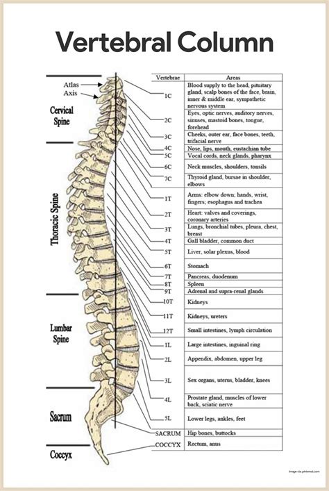 Vertebral Column Anatomy Quiz