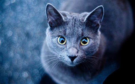 Cat Eyes Wallpaper - WallpaperSafari