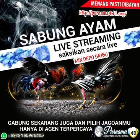 Buat Kalian Yang Suka Dengan Sabung Ayam Online - Purnama4d - Medium