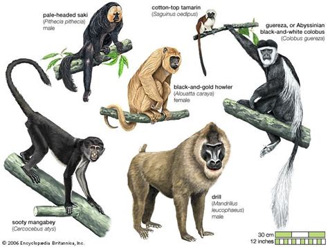 Old World monkey | primate | Britannica