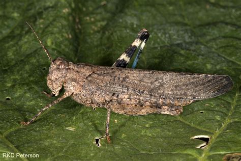 band-winged grasshopper - Insects of the Greater Yellowstone Ecosystem ...