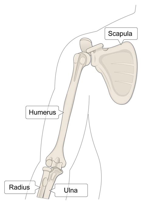 Humerus Bone (Lesson) – Human Bio Media