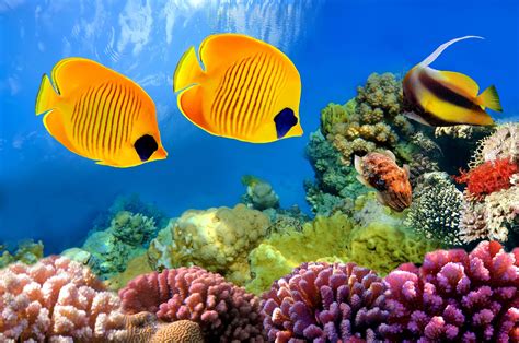 wonderful aquarium wallpaper | Coral reef aquarium, Coral reef, Fish ...