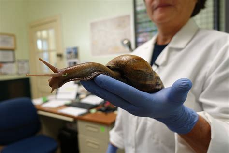 Florida once again has giant calamitous snails that spew parasitic ...