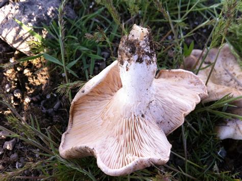 From a rural area trip (Pleurotus eryngii?) - Mushroom Hunting and ...