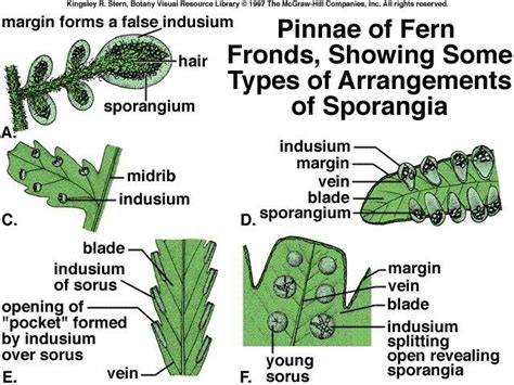 sporangia | Pteridophyta & Science | Pinterest