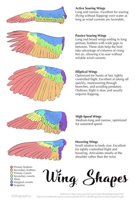 Visual : Different Wing Shape, Feather, and Flight guide. - Infographic ...