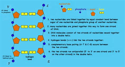 Nucleotides In Dna