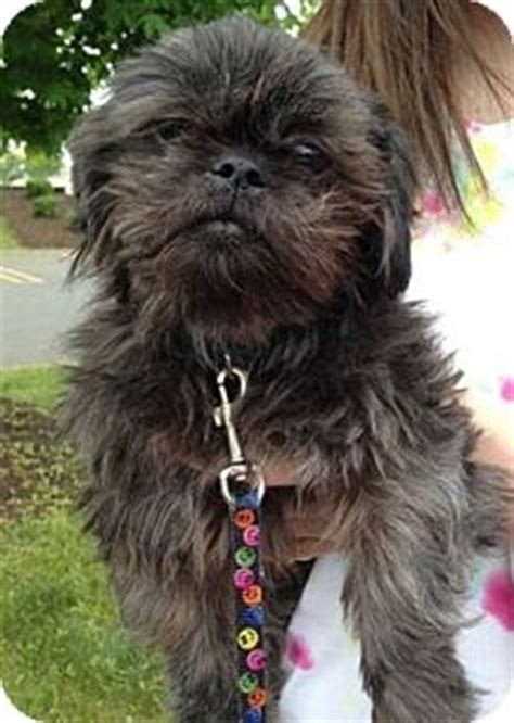 Ramie | Adopted Dog | Naugatuck, CT | Shih Tzu/Affenpinscher Mix