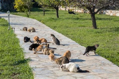 What to Do with a Feral Cat Colony - Everything you Need to Know ...