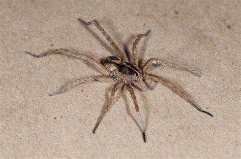 wolf spiders (Family Lycosidae) | spidersrule