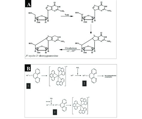 A: Reaction of hydroxyl radical with the sugar moiety of DNA, B ...