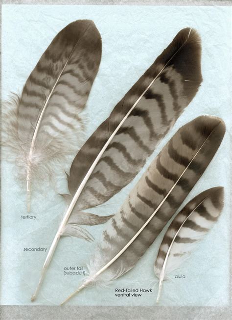 Red Tailed Hawk flight ventral | Hawk feathers, Red tail hawk feathers ...