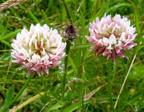 40 Seeds Alsike Clover Seeds for Planting in the Garden BUY - Etsy