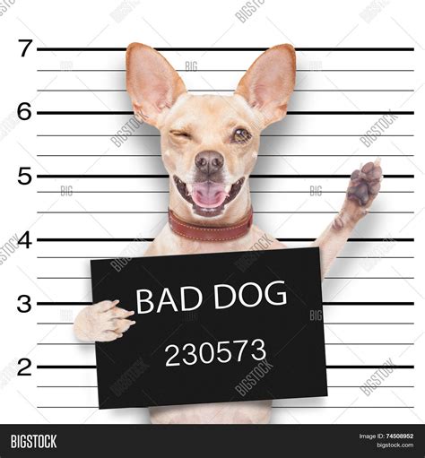 Mugshot Dog Image & Photo (Free Trial) | Bigstock