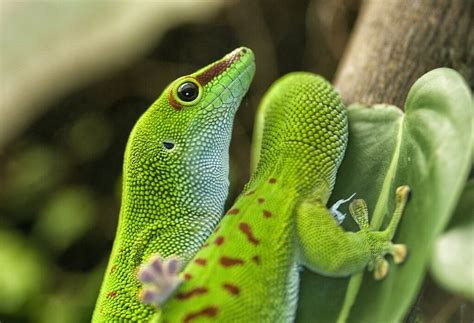 How to Breed Giant Day Geckos (Phelsuma grandis) | Keeping Exotic Pets