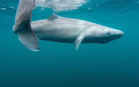 Shark Week: Saving the Mysterious Greenland Shark | CSUF News