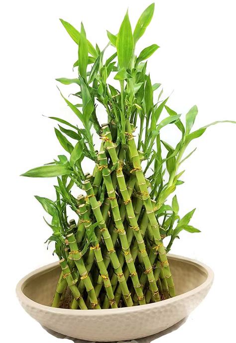 Interesting Facts about Lucky Bamboo Plant - Ferns N Petals