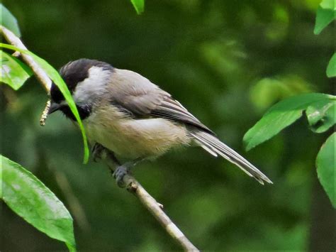 Carolina Chickadee??? - Help Me Identify a North American Bird ...