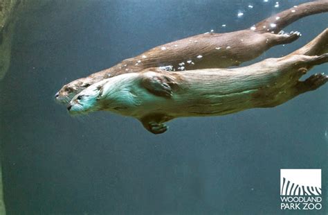 Woodland Park Zoo Blog: Two young river otters join the Northern Trail