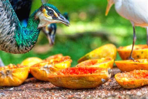 peacock eating fruits - Photo #7589 - motosha | Free Stock Photos