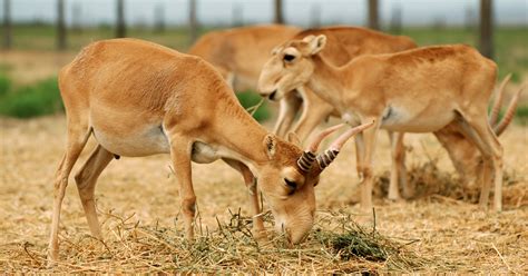 conservation body compromises on critically endangered saiga antelope