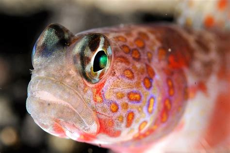 Top 5 Freshwater Goby Species For Your Fish Tank (Care Guide)