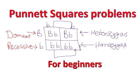 Punnett square problems-part 1 | Punnett square dihybrid cross ...