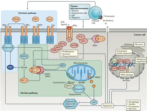 Apoptosis-Pathway - AnyGenes