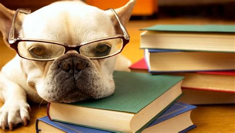 10 Best Dog Training Books For Every Dog Owner