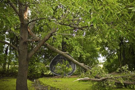 Preventing Damage From Wind: Dealing With Wind Damage To Plants And ...