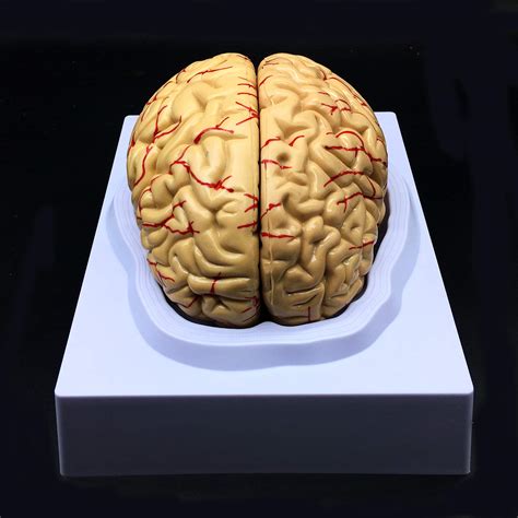 Buy Human Brain Model, Anatomically Accurate Brain Model Life Size ...