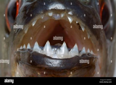 Piranha teeth hi-res stock photography and images - Alamy