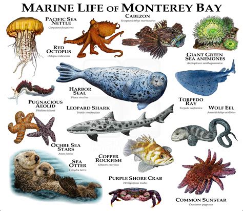 Marine Animals of Monterey Bay Poster Print - inkart