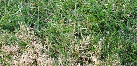 Know Your Weeds In Winter… | Evergreen Turf and Landscape