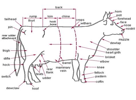 Nutritional Data at a Glance- Beef | Veterinarians medicine, Livestock ...