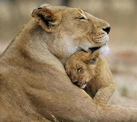 Big Animated Photos: A Lioness hugging her Lion cub